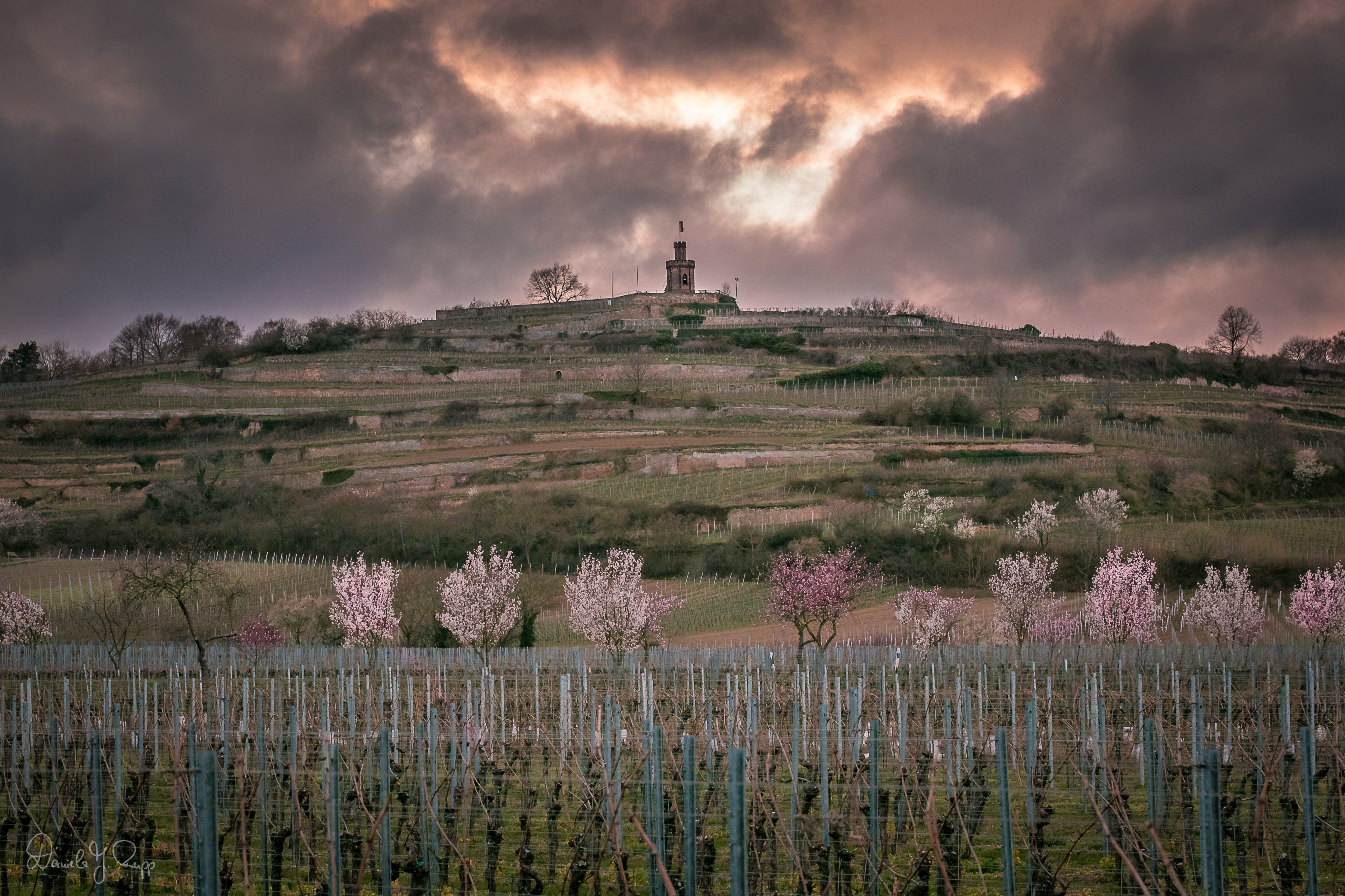 Weingut Karl Schaefer